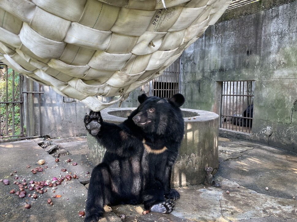 지난 3일 강원도 화천군 곰 사육농장에서 U1이 먹이를 먹고 훈련을 받고 있다. 화천 농장의 13마리 곰들은 동물단체가 구조해 내년 건립 예정인 생크추어리 입주가 정해졌다.