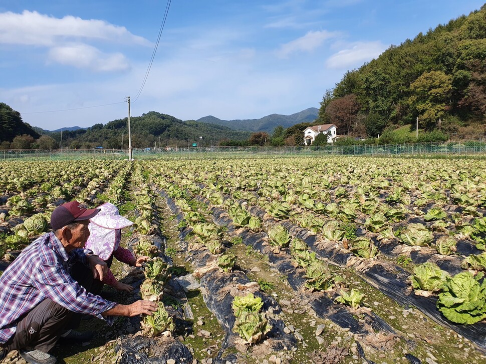 충북 청주시 미원면 장영철씨 부부가 21일 무름병 등으로 녹아내린 배추밭에서 한숨을 쉬고 있다. 오윤주 기자