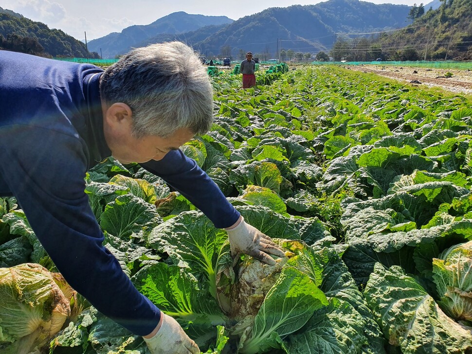 충북 청주시 미원면 이병래씨가 병해가 난 배추를 가리키고 있다. 오윤주 기자