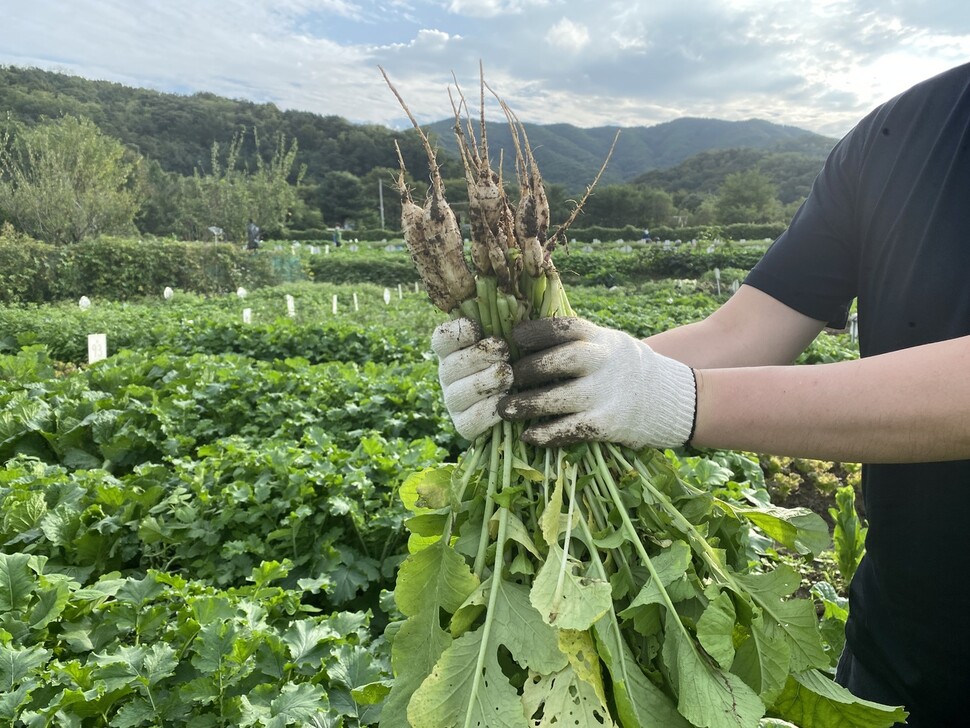 올가을에 수확한 열무. 신소윤 기자