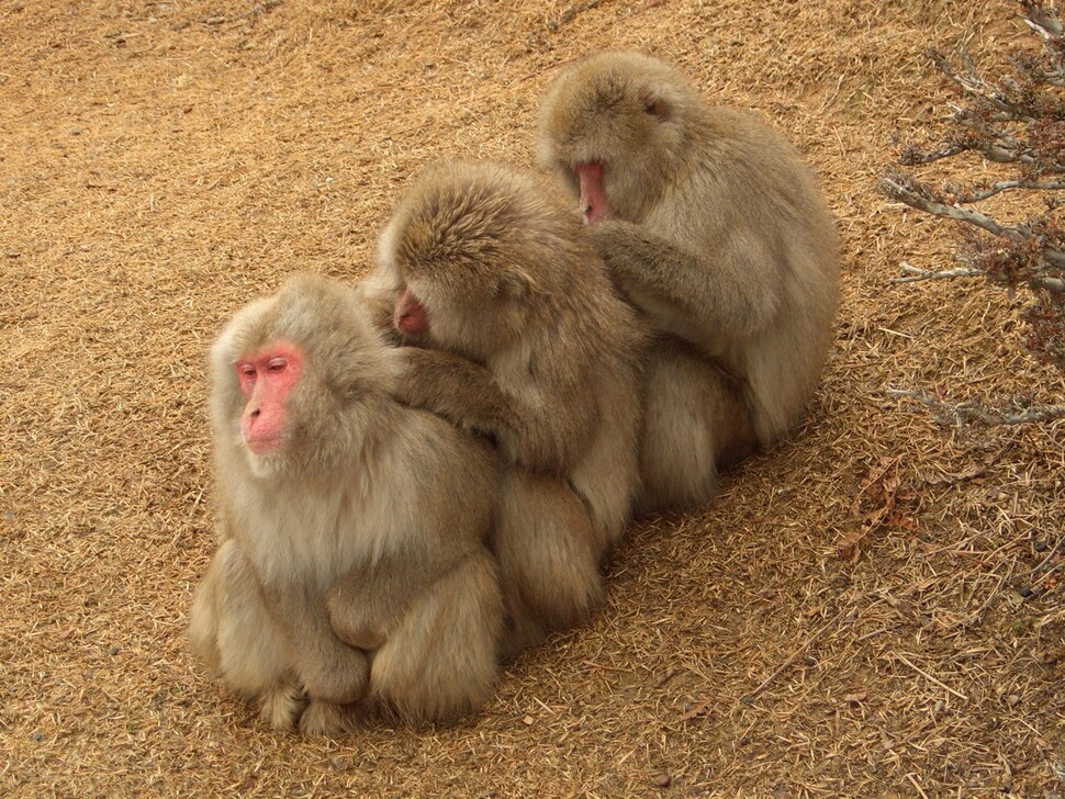 털고르기를 하는 일본원숭이 무리. 위키미디어 코먼스 제공.