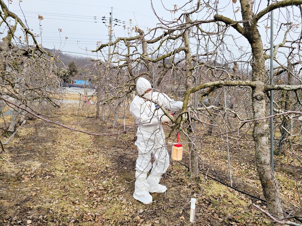 충주시농업기술센터, 농가 등이 과수에 발생한 과수 화상병 궤양을 제거하고 있다.