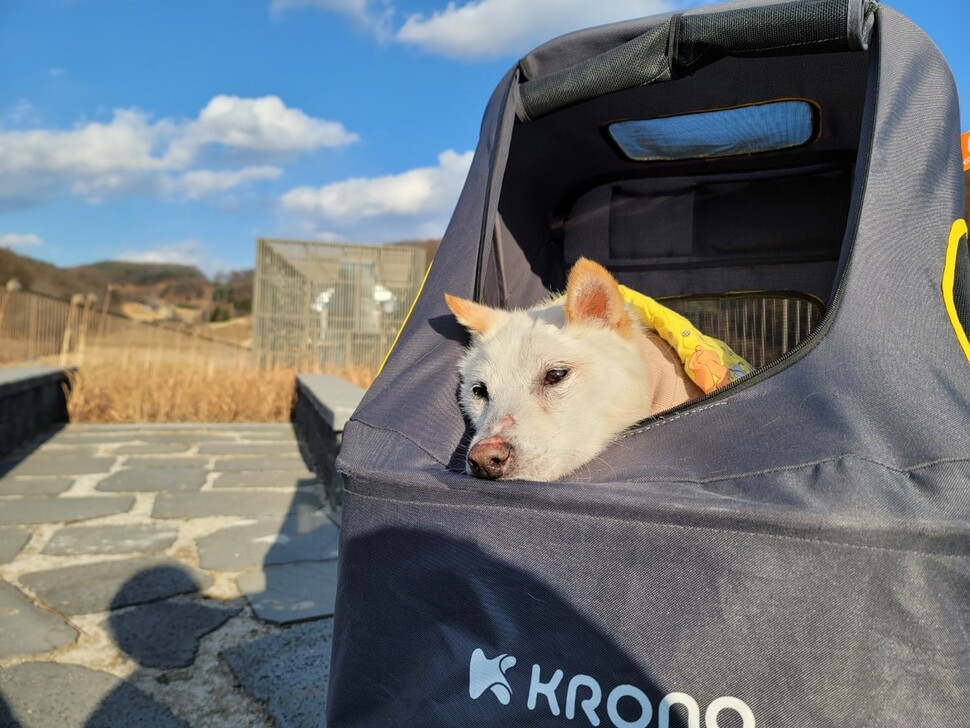 활동가들은 날씨가 따사로운 날이면 아픈 동물도 어떻게든 유모차에 태워 볕을 쬐러 나가려고 노력한다. 유모차에 올라 더봄센터 옥상 정원에 나온 자람이.