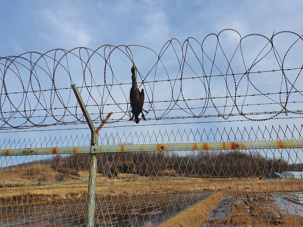 지난 21일 강원도 철원군 동송읍 민간인통제구역 철책에서 가마우지 한 마리가 원형 철조망에 희생된 모습이 포착됐다. 서경원씨 제공