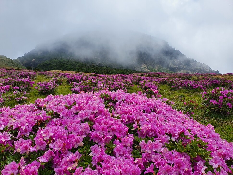 한라산 해발 1800m 장구목에 만개한 산철쭉이 백록담과 어우러져 자태를 뽐내고 있다. 허호준 기자