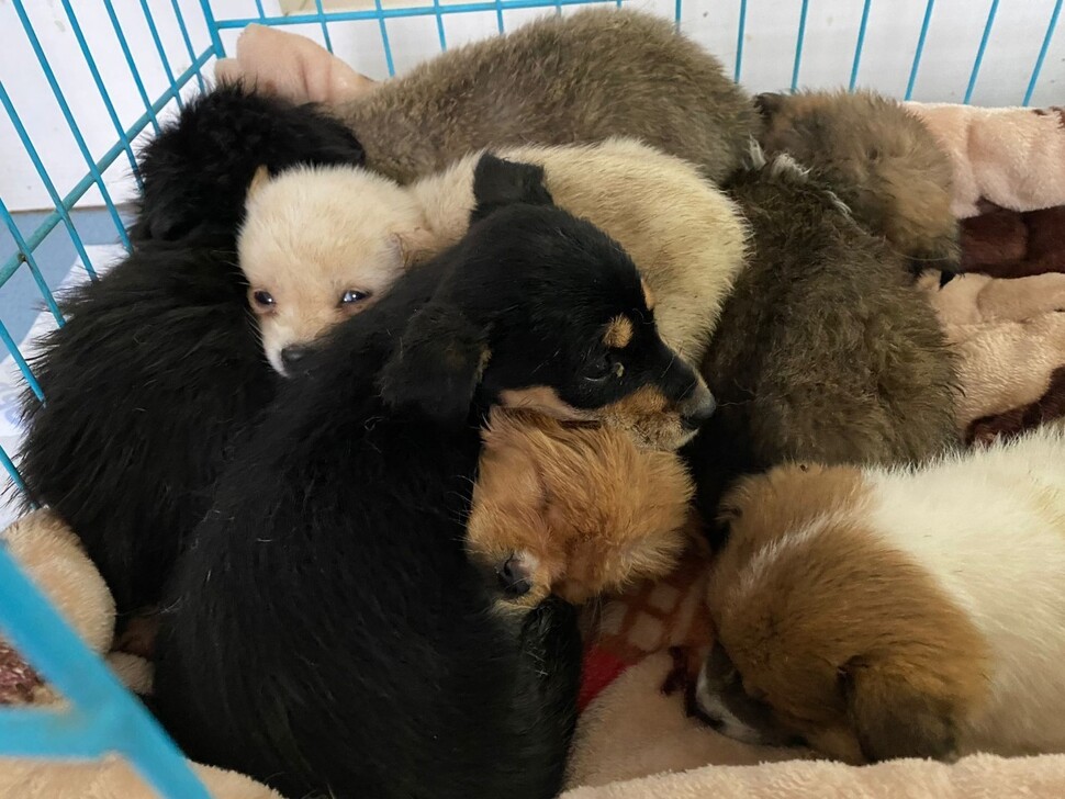 대규모 개농장이 없는 중국에서는 밀매업자들이 반려동물을 훔치거나 떠돌이 개를 포획해 식당에 공급하고 있다. 올해 3월에는 강아지 260마리와 성견 22마리를 실은 트럭이 고속도로에서 동물보호 활동가들에 의해 적발됐다. HSI 제공