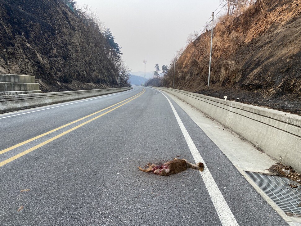 3월9일 36번 국도에서 고라니 한 마리가 차에 치어 죽어있다. 산불로 인해 새 서식지를 찾아 떠난 산양도 찻길사고(로드킬)의 위험성이 커졌다. 녹색연합 제공