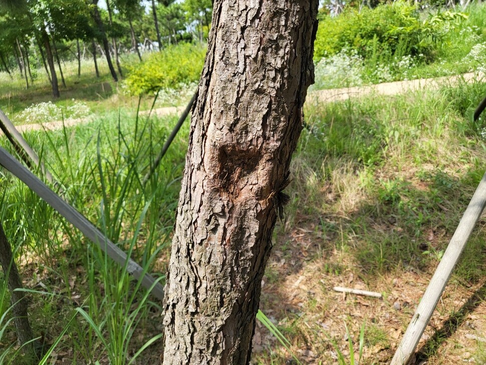 22일 솔찬공원 건너편 공터에서 발견한 나무. 나무에 지주목이 늦게 제거되면서 생긴 흔적이 발견된다. 이런 나무는 맵 플랫폼인 ‘매플러’ 속 ‘우리동네 가로수지도’ 모임에 기록된다. 이승욱기자
