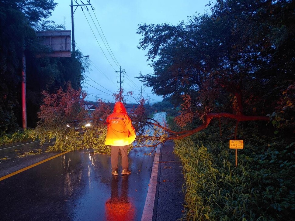 16일 새벽 5시44분께 전북 군산시 임피면 읍내리 한 도로에 나무가 쓰러지자 소방대원이 조처하고 있다. 전북도소방본부 제공