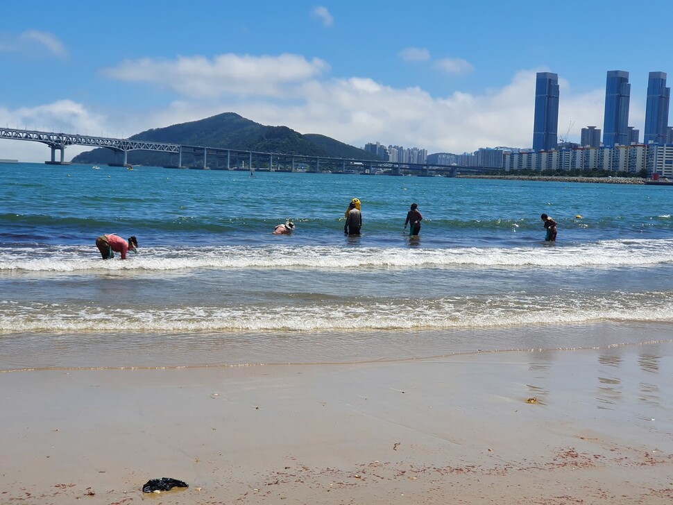 부산 수영구 광안리해수욕장에서 주민들이 조개를 캐고 있다. 김영동 기자