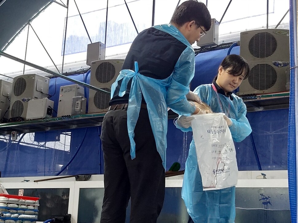 부산 수영구 민락동 활어 도매업소 ‘ㅎ수산’에서 부산시 보건위생과 식품안전팀 직원들이 방사성물질 검사용 물고기를 봉투에 담고 있다. 김광수 기자