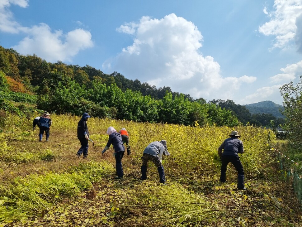 충북 충주시 일손 지원 기동대가 지난달 16일 충주시 대소원면의 한 농가에서 깨를 수확하고 있다. 충북도 제공