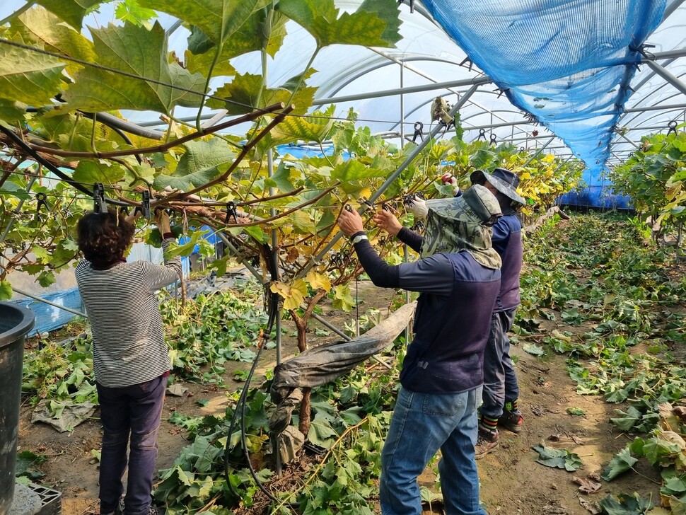 충북 영동군 일손 지원 기동대가 지난 1일 영동군 추풍령의 한 농가 포도 비닐집에서 포도 가지 등을 정리하고 있다. 충북도 제공