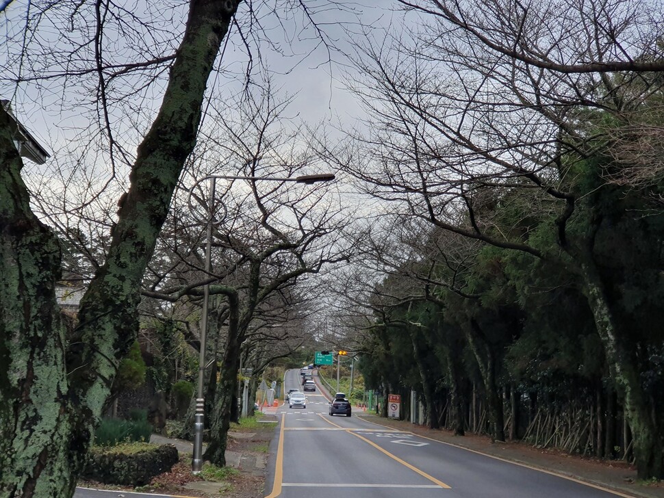 제주시 케이시티브이 남쪽~해병대 부대 구간에 심어진 왕벚나무 가로수길. 허호준 기자