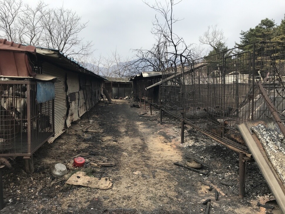 강원도 고성 산불에 불에 탄 한 불법 개농장. 이곳에서 개들은 철창에 갇힌 채 탈출하지 못하고 죽었다. 신소윤 기자 yoon@hani.co.kr