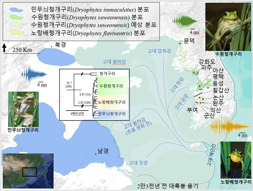 청개구리 속 개구리 4종의 진화 계통과 분포 지도. 황하가 빙하기 때 육지가 되면서 황해 연안을 따라 청개구리가 다양하게 종분화해 마지막으로 노랑배청개구리가 출현했다. 아마엘 볼체 외 (2020) ‘플로스원’ 제공