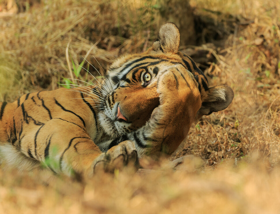 © Jagdeep Rajput/The Comedy Wildlife Photography Awards 2020