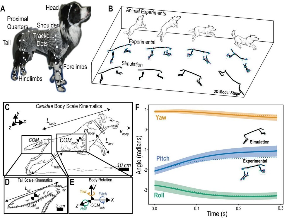 연구진은 개의 몸에 센서를 부착하고 공중으로 점프할 때 머리, 몸통, 발, 다리의 운동 궤적을 관찰했다. 꼬리가 균형에 주요한 역할을 할 것이란 통념과 달리 꼬리의 움직임은 점프에 거의 영향을 미치지 않았다. 아르디안 주수피 제공