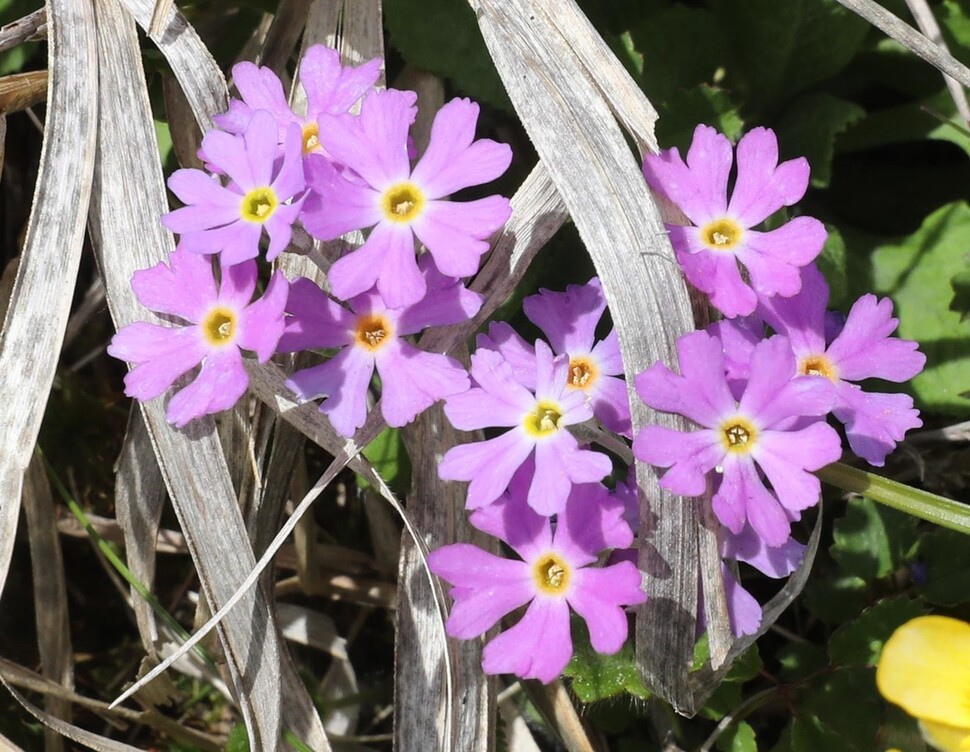 한라산 정상 부근 설앵초. 고산식물로 고산지대 바위 틈에서 자란다. 제주도/백소아 기자 thanks@hani.co.kr