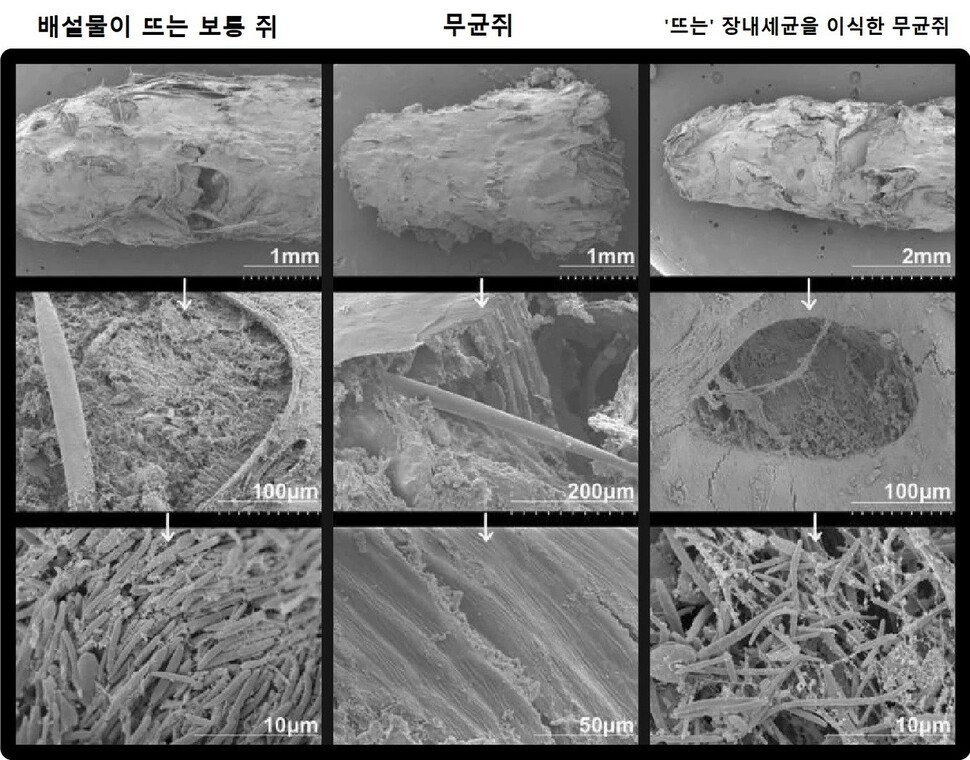 배설물이 물에 뜨는 실험용 쥐(왼쪽)의 똥을 점점 높은 배율로 본 모습. 가운데는 장내세균을 모두 없앤 무균 쥐, 오른쪽은 ‘뜨는’ 생쥐의 배설물을 이식한 무균 쥐의 배설물 모습. 사예드 모하메드 무쉬르 알람 외 (2022) ‘사이언티픽 리포츠’ 제공.