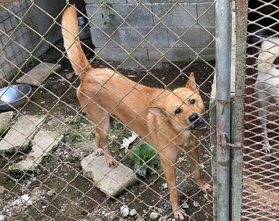 전라남도 진도군 한 식용견 농장에서 천연기념물 제53호인 진도개가 발견돼 동물보호단체에 구조됐다. 라이프, HSI 제공