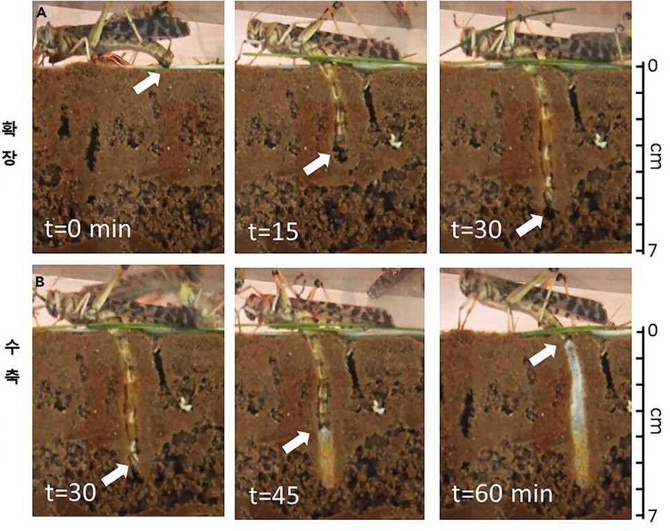 사막메뚜기가 산란을 위해 배를 늘인 뒤 다시 오므리는 과정. 라케쉬 다스 외 (2022) ‘아이사이언스’ 제공.