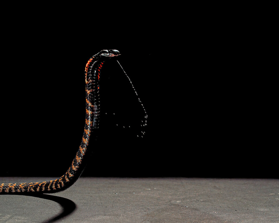 영장류는 수천만년 전부터 뱀과 부대끼며 진화했다. 두 팔을 자유롭게 쓰는 초기 인류가 등장하자 뱀은 멀리서 독을 뱉는 방어책을 고안했다. 런던 및 캘럼 마이르 자연사박물관 트러스트 제공.