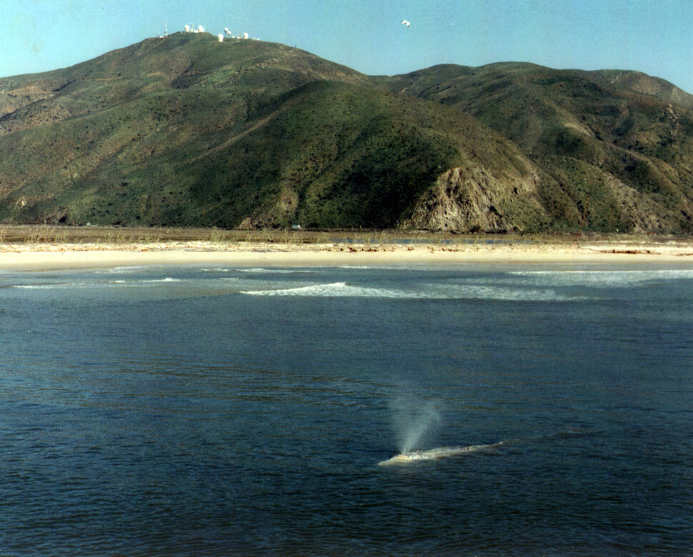 남캘리포니아 해안을 따라 이동하는 귀신고래. 미 해군, 위키미디어 코먼스 제공.