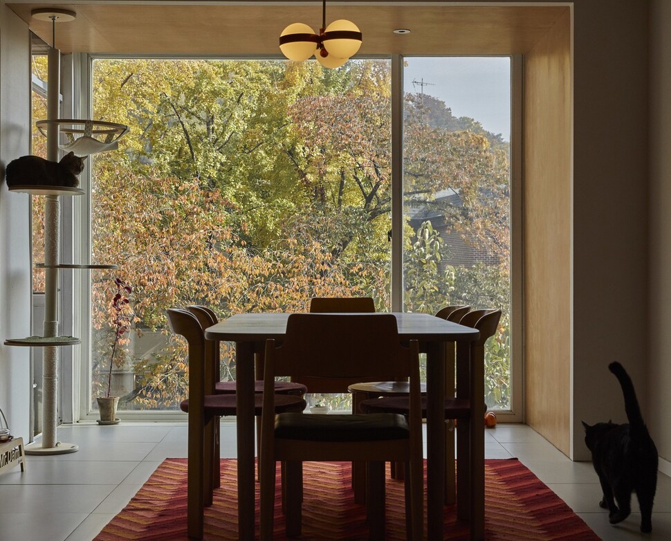 35년 된 서울 종로구 빌라 ‘분수집’의 거실. 통창으로 가을 나무가 존재감을 확실하게 보여주고 있다. 의자들은 독일과 덴마크 빈티지 제품, 천장에는 60년대 독일 빈티지 램프를 달았다. 사진 윤동길 스튜디오어댑터 실장