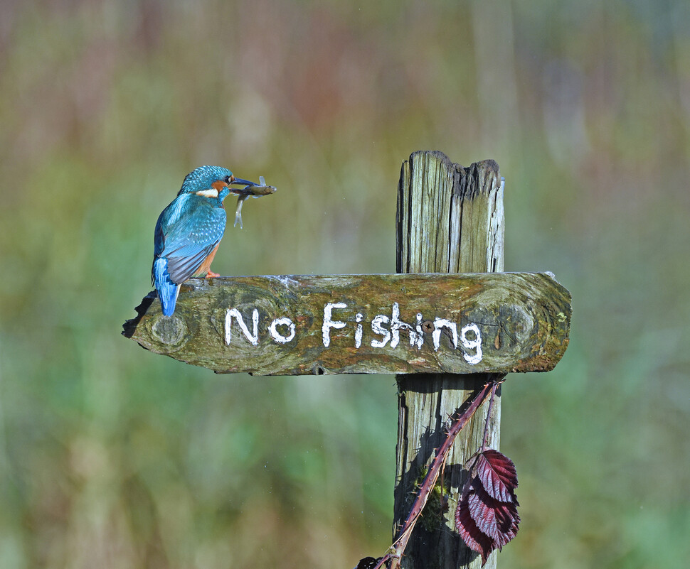 © Sally Lloyd-Jones/The Comedy Wildlife Photography Awards 2020