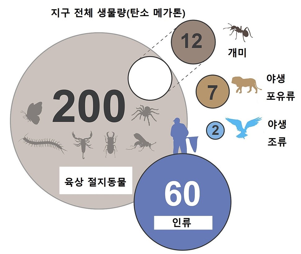 생물량으로 따져 개미의 무게는 사람 전체의 5분의 1에 해당하며 야생 조류와 포유류를 합친 것보다 무겁다. 패트릭 슈테이스 외 (2022) PNAS 제공.