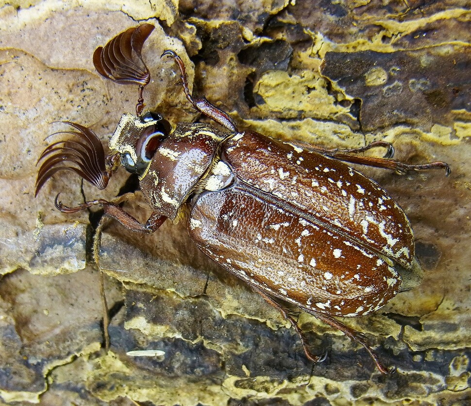자연림과 인공림은 딱정벌레의 종 조성면에서도 크게 다른 것으로 나타났다. 더듬이가 독특하게 생긴 딱정벌레. 위키미디어 코먼스 제공.
