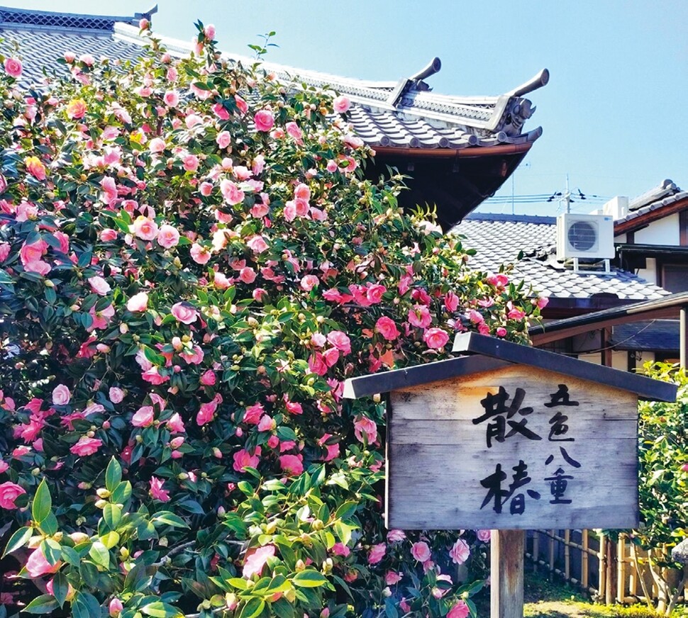 교토(위)와 울산(아래)에 있는 오색팔중산춘. 교토의 오색동백은 임진왜란 때 울산에서 반출된 원목의 후세목이고, 울산 동백은 수령 120년 이상 된 후세목에서 다시 가지를 친 31살의 3세목이다. 교토에 비해 아직 작은 울산 동백도 머지않아 교토 못지않게 무성함을 자랑하게 될 것이다.