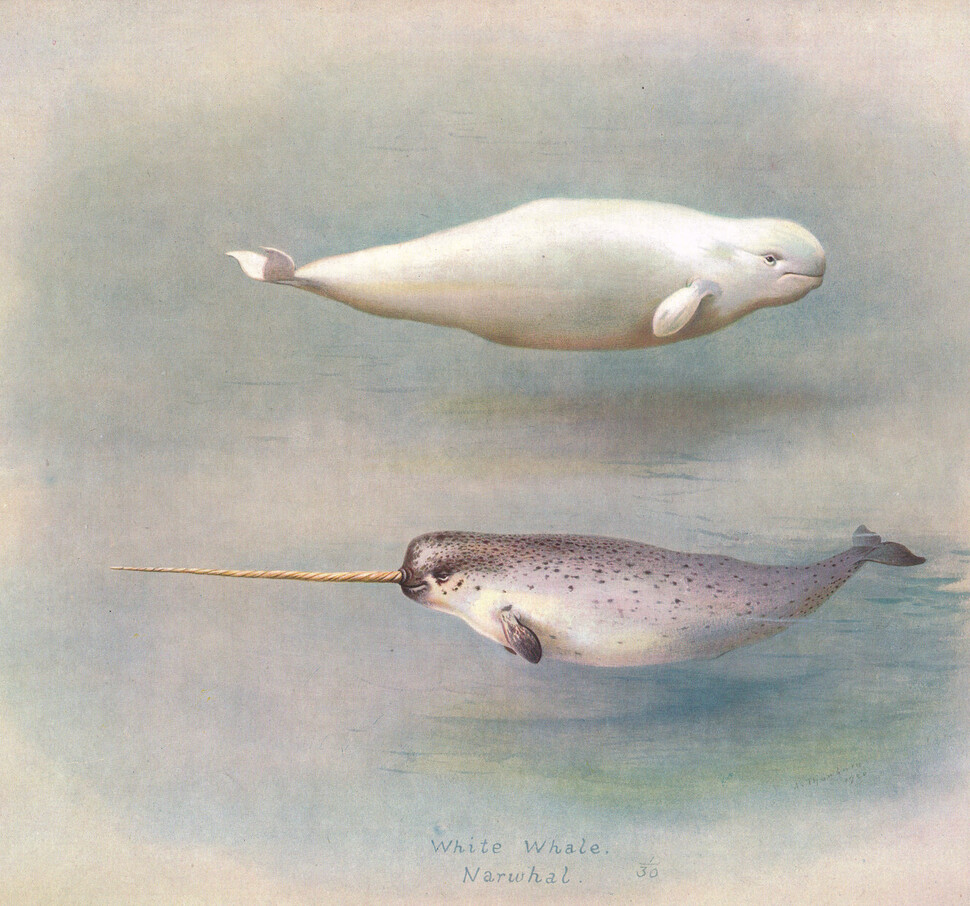 북극의 대표적인 고래. 위는 흰고래(벨루가) 아래는 외뿔고래. 위키미디어 코먼스 제공.
