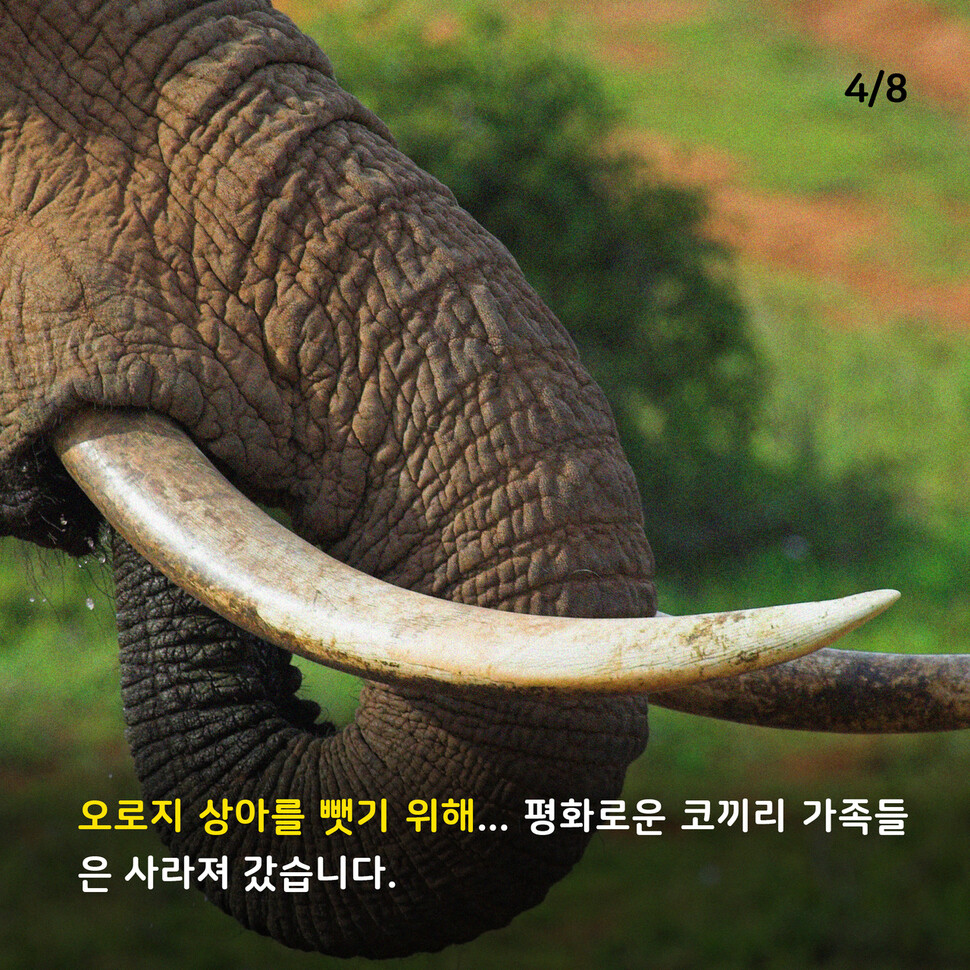 애니멀피플 애니멀피플