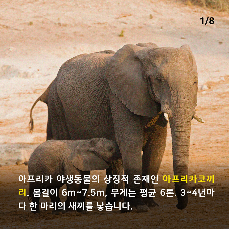 애니멀피플 애니멀피플