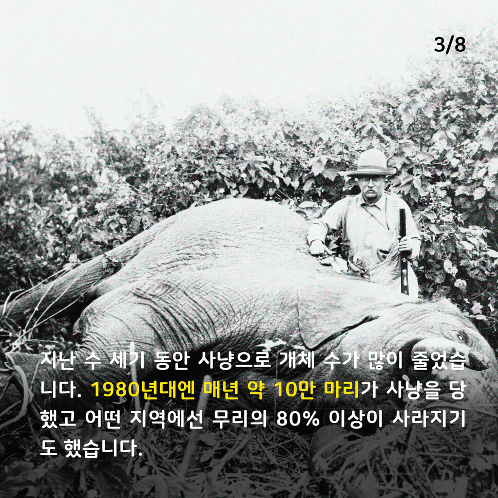 애니멀피플 애니멀피플