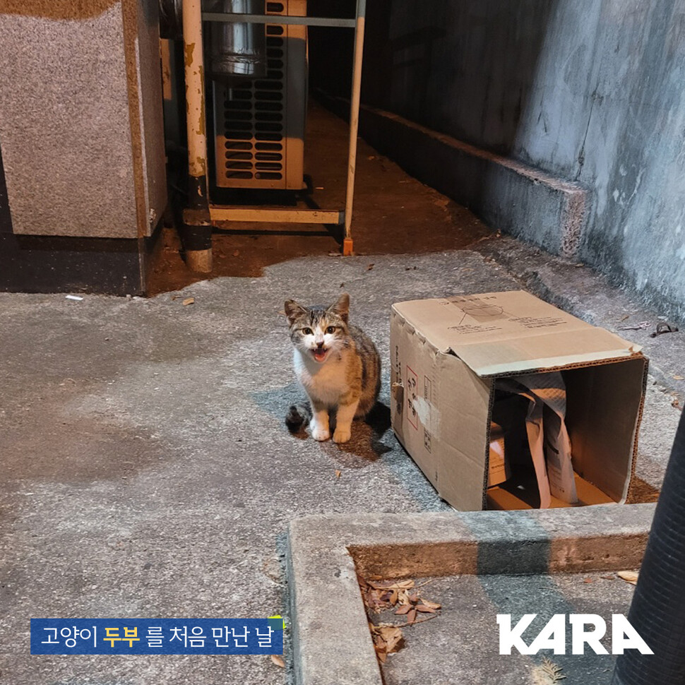 지난 26일 살해 당한 경남 창원시 성산구 대방동의 한 음식점 고양이 ‘두부’의 생전 모습. 동물권행동 카라 페이스북 갈무리
