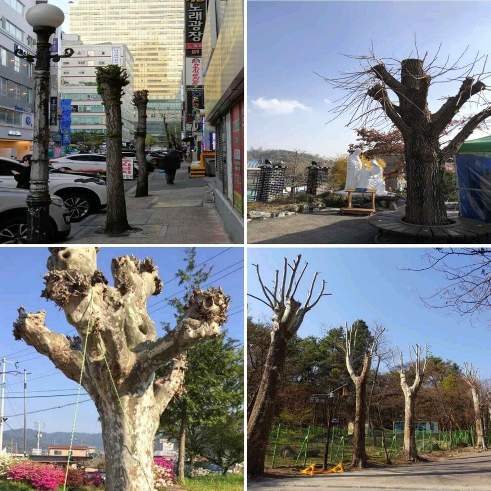 왼쪽부터 시계방향으로 경기 안양 범계-평촌대로 가로수, 인천 강화성당 은행나무, 경남 함양 안의초교 학교나무, 경기 안양예술공원로 가로수. 서울환경연합 제공