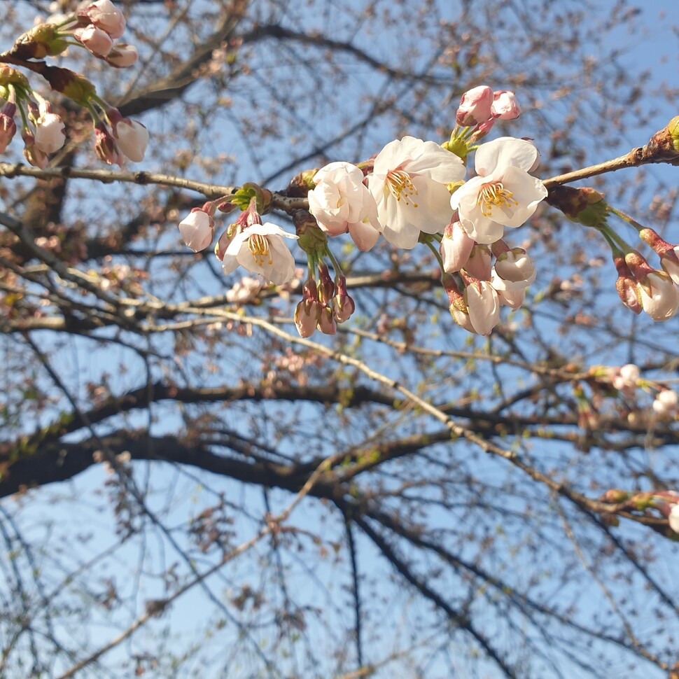 서울 여의도 윤중로의 벚꽃 개화 기준목에서 4일 벚꽃이 개화했다. 기상청 제공