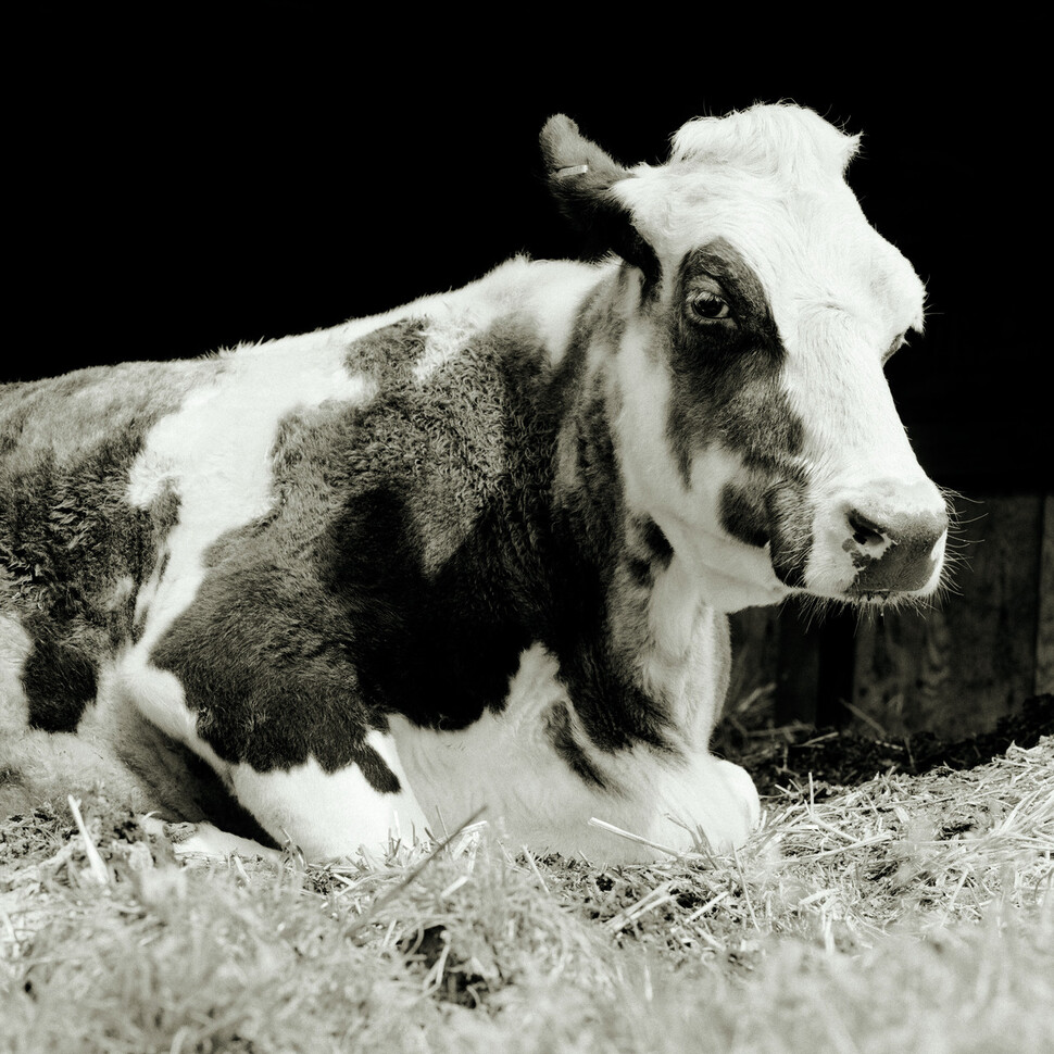 21살의 홀스타인 품종 소 베시는 생후 4년 동안 낙농장에서 임신을 반복하며 우유 생산자로 살았다. 은퇴한 젖소는 대부분 도축되어 햄버거용 고기나 반려동물의 사료로 만들어진다. 베시는 도축장으로 이송되던 도중 구조됐다. 가망서사 제공