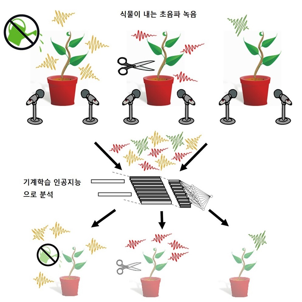 식물이 내는 초음파 소리는&nbsp; 인공지능으로 분석해 어떤 종의 식물과 스트레스인지 구별할 수 있다. 이자크 카이트 외 (2023) ‘셀’ 제공.