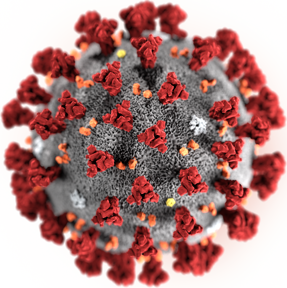 미국 질병통제센터(CDC)가 만든 '코로나19'(2019-nCoV)의 구조 모형. 미 질병통제센터 제공