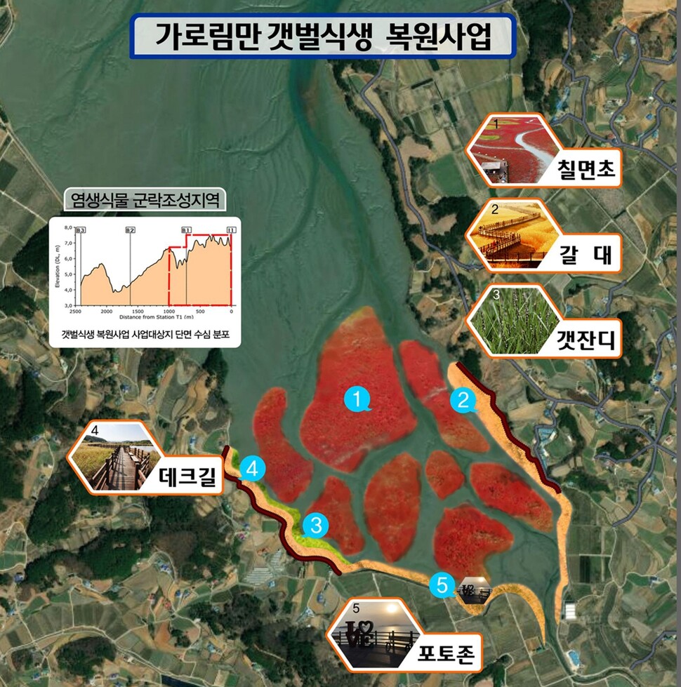 충남도와 서산시는 가로림만 염생식물 군락지 확대 등 갯벌식생 복원사업을 추진한다.