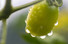 <b> 빗방울이 맺힌 방울토마토 </b><br> 장맛비가 내리는 23일 오전 대전시 유성구 진잠동 들녘의 방울토마토에 빗방울이 맺혀있다. 연합뉴스