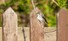 쇠솔딱새는 앞이 트인 숲 가장자리의 나뭇가지나 전깃줄에 앉아 있다가 툭 날아올라 먹이를 물고, 다시 원래 자리로 돌아오기를 반복하기도 한다. 백령도(인천 옹진군)/김진수 선임기자 jsk@hani.co.kr