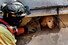 포르투갈 구조대원들이 2023년 2월14일 튀르키예 하타이주 안타키아에서 발생한 지진으로 무너진 건물에서 타르신(시너몬)이라는 이름의 개를 풀어주려 하고 있다. 안타키아 EPA/연합뉴스