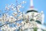 15일 대구 달서구 이월드에서 벚꽃이 꽃망울을 터뜨리며 봄 마중을 하고 있다. 대구/연합뉴스