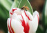  19일 오후 경기도 용인시 에버랜드 페어리 타운에서 꿀벌이 활짝 핀 튤립 사이를 부지런히 날아다니고 있다. 연합뉴스