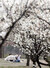 따뜻한 봄 날씨를 보이는 22일 오후 서울 여의도 한강공원에 매화가 피어 있다. 연합뉴스